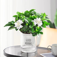 愛你一萬年梔子花盆栽花卉植物室內綠植四季好養(yǎng)茉莉花源頭直發(fā)驅蚊組合包郵 早安吸水盆【90#梔子花】