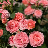 墨一灌木月季花苗特大花盆栽薔薇四季開花 珊瑚果凍40cm 源頭直發(fā)
