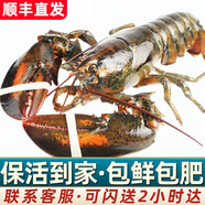 首鮮道【活鮮】波士頓龍蝦鮮活波龍 大龍蝦海鮮鮮活禮盒大蝦年貨禮盒 700-800g/只大龍蝦*2只