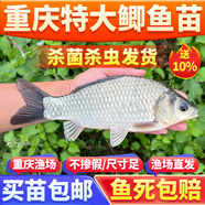 大品種黃金鯽魚苗中科3五5號(hào)工程鯽高背淡水養(yǎng)殖活體大板鯽中科五號(hào)鯽魚苗黃金鯽魚湘云鯽土鯽淡水養(yǎng)殖食用 鯽魚50條送5條運(yùn)損9-11厘米