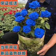 稀有品種七彩色多頭玫瑰花苗高品質(zhì)濃香型玫瑰盆栽花卉簡單易養(yǎng)活 藍(lán)色妖姬 普通老樁苗發(fā)一顆當(dāng)年開花較少建