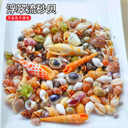 天然海螺貝殼 一斤 精選浮翠流砂貝寶螺魚缸造景裝飾龜缸底砂擺件 浮翠流砂貝1斤 約（120個(gè)）