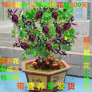 【年宵花卉】濃香型大花稀有花南北方耐寒耐熱室內(nèi)外種植四季開花 飛鴨花【過年開花】 首選：宿根大苗一顆【開花爆滿】多年生