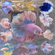 泰國斗魚(yú)婚紗魚(yú)大尾巴精品仙女魚(yú)小型觀(guān)賞魚(yú)小金魚(yú)好活耐養寵物魚(yú) 加保溫發(fā)貨