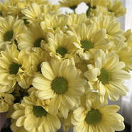 瓊花玉葉寶蓮淺粉 切花菊小雛菊100個(gè)新品種 多年生宿根菊花苗 肯尼迪奶黃_kudz 裸根不帶土5棵_ljfo