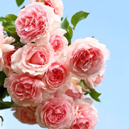 清韻伊人 月季花樹苗爬藤當(dāng)年開花月季花苗特大花盆栽地載庭院薔薇 亞伯拉罕【不爬藤】
