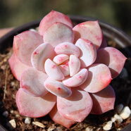 CLCEY進(jìn)口多肉植物艾倫組合盆栽辦公室內小盆景綠植花卉好養多肉 冰橙夢(mèng)露 3-5cm 賣(mài)家 不含盆