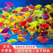天使魚活體群游魚觀賞魚淡水斑馬魚孔雀魚七彩色金魚好養(yǎng)新手魚 20條6色隨機3.2-4.5厘米