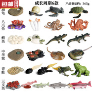 毅彩動物模型 實心仿真玩具套裝認(rèn)知飛禽鳥類老鷹鸚鵡孔雀火烈鳥擺件 海洋成長周期6款套裝