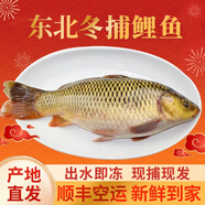 品吉味查干冬捕鯽魚 大鯉魚 白魚年貨送禮 冬捕新鮮活魚速凍 產(chǎn)地直發(fā) 大鯉魚 20斤 1條