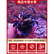 共度魚缸專用植物造氧凈化水質魚缸水草植物真草造景套餐 精品柯達崗辣椒榕一杯約2棵