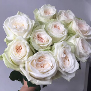 清韻伊人 月季花樹苗爬藤當(dāng)年開花月季花苗特大花盆栽地載庭院薔薇 白荔枝【不爬藤】