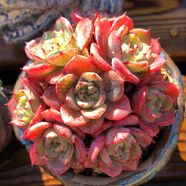 多肉植物水蜜桃吉娃娃玉露貴貨花卉室內(nèi)肉肉盆栽法師老樁綠植好養(yǎng) 青色 奶油黃桃群生9cm滿盆 不含盆