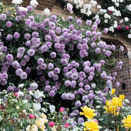 清韻伊人 月季花樹苗爬藤當(dāng)年開花月季花苗特大花盆栽地載庭院薔薇 藍(lán)色陰雨【爬藤】