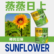 SHANGJINGMAO潮玩兒童種植盆栽向日葵四季罐頭 觀察生長(zhǎng)幼兒園學(xué)生禮物小盆栽 蒸蒸日上（向日葵）