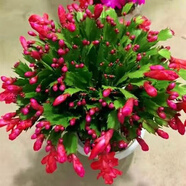 御春閣整盆30棵 室內(nèi)花卉吊蘭盆栽花卉  蟹爪蘭苗 蟹爪蓮 多肉 觀花綠植 帶花苞紅色一盆20棵左右含簡(jiǎn)易盆