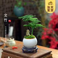 開時果 文竹盆栽桌面擺件盆景 辦公室植物竹子水培綠植盆景源頭直發(fā)包郵 【高端款】金邊裂紋盆+假山+底托