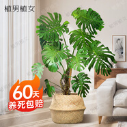 植男植女龜背竹盆栽大型室內(nèi)客廳植物大葉綠植庭院前臺老樁提根源頭直發(fā)