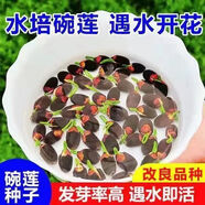 【7天發(fā)芽】碗蓮種四季開花水培水養(yǎng)綠植睡蓮荷花無土盆栽花卉 【10大?；焐_口】帶普通塑料盆