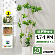 百合竹金邊真綠植物盆栽客廳辦公室內(nèi)旺宅高端輕奢大造型好養(yǎng)易活 百合竹1.7-1.9m-白色樹脂高方形