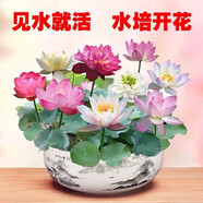 【送營(yíng)養肥】碗蓮種子四季開(kāi)花水培植物花卉室內外荷花盆栽睡蓮籽 51?；焐_(kāi)口碗蓮送營(yíng)養肥 常規