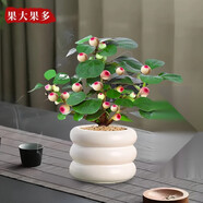 小盼菩提樹(shù)盆栽帶果植物禪意擺件室內花辦公室綠植盆景客廳好養 小盼菩提+白甜甜圈盆+復古