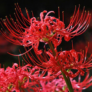 綠植彼岸花種子曼珠沙華盆栽彼岸花種球石蒜花室內(nèi)四季種花卉 餡-紅色 5個(gè)彼岸花種球+盆+肥+生根粉