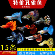森悠（SARYOR）孔雀魚純種觀賞魚小型淡水好養(yǎng)熱帶魚活體斑馬金魚鳳尾魚繁殖 雜袍孔雀魚10條+5條備損