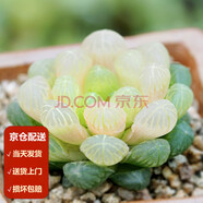 墨一【送貨上門】多肉植物帶盆組合套裝多肉辦公室綠植花卉三八節(jié)禮物 琥珀玉露