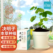 IAM City Farmer決明子 本草種植 兒童種植小盆栽 植物觀察草藥種植兒童禮物10058
