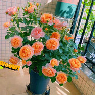 寶御安英國玫瑰絨球門廊大花濃香月季花苗四季開花陽臺(tái)庭院花鏡植物耐熱 果汁陽臺(tái)   矮壯月季  6加侖大苗 不含盆