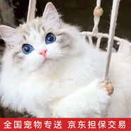 涴喵 布偶貓活體幼貓寵物貓咪活體海雙藍雙山貓布偶藍眼睛長毛仙女貓 寵物級 山雙布偶貓