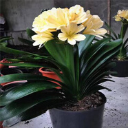 [當(dāng)年開(kāi)花】君子蘭花君子蘭盆栽君子蘭苗四季常青植物蝴蝶蘭 新品君子蘭【黃心】 2-4片葉葉子裸根發(fā)貨