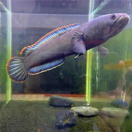 彩虹雷龍魚爆星月珍珠冷水魚兇猛魚苗雷龍淡水活體紅月珍珠魚 彩虹雷龍魚1條8-12厘米+飼料