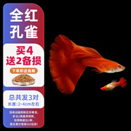 森悠（SARYOR）孔雀魚(yú)純種觀(guān)賞魚(yú)小型淡水好養熱帶魚(yú)活體斑馬金魚(yú)鳳尾魚(yú)繁殖 美國全紅2對+1對防損【3公3母】
