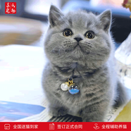 涴喵蘇氏 英國(guó)短毛貓幼貓金漸層寵物貓咪活體家養(yǎng)伴侶寵物貓 寵物級(jí) 【藍(lán)貓】