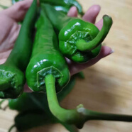 東北辣椒辣妹子正宗農(nóng)家自種薄皮蘸醬蔬菜東北薄皮小辣椒 1.5kg 3斤嘗鮮