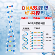  DNA雙螺旋結(jié)構(gòu)模型組件 小號(hào)分子結(jié)構(gòu)模型拼裝版遺傳基因和變異演示版dna教具模型