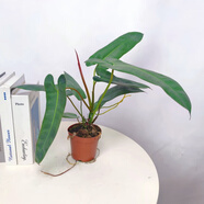 劉不丁小圣靈蔓綠絨爬藤植物長(cháng)葉劍葉蔓綠絨暴風(fēng)雪橙柄室內耐陰好養綠植 小圣靈蔓綠絨簡(jiǎn)易盆 含盆