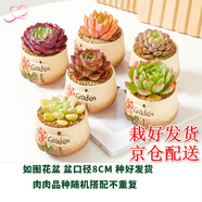 墨一【送貨上門(mén)】多肉植物帶盆組合套裝多肉辦公室綠植花卉三八節(jié)禮物 garden花園系列6盆（栽好發(fā)貨）