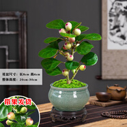 詩(shī)甲 小盼菩提綠植盆栽小盆景辦公室內客廳陽(yáng)臺禪意花卉節日高檔送禮 菩提+墨冰裂盆+底座