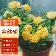 墨一灌木月季花苗特大花盆栽薔薇四季開(kāi)花 金絲雀 40cm 源頭直發(fā)