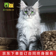 佳朔 純血統(tǒng)大體緬因貓活體幼貓寵物貓大型緬因庫恩貓溫順家養(yǎng)寵物貓 寵物級 【銀虎斑緬因】
