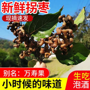 顏曼箐2024野生新鮮拐棗干5斤拐棗萬(wàn)壽果可泡酒生吃當季現摘金鉤子雞爪 帶枝干拐棗干-1斤試吃裝 【帶支的適合生吃】去支適合泡酒