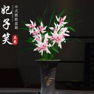 劉閣蘭花蘭花苗盆栽夏帶花苞發(fā)貨名貴花卉 金秋歲月四季開(kāi)花綠植室內香蘭 妃子笑2苗帶簡(jiǎn)易盆土肥，說(shuō)明書(shū)