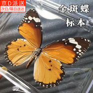 東之天地 真蝴蝶標(biāo)本收藏生日禮物昆蟲(chóng)擺件拍照學(xué)生教學(xué)用工藝品道具擺件 金斑蝶1個(gè)（帶透明盒）