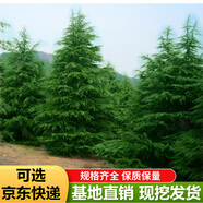 雪松樹苗雪松苗雪松小苗雪松樹苗圣誕樹苗寶塔松庭院綠化工程苗四季長青耐寒樹苗 1米左右高