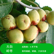 大棗樹(shù)苗特大紅棗樹(shù)苗棗樹(shù)活苗冬棗苗南北方種植果樹(shù)苗當年結果 大白嶺棗樹(shù)苗6年【當年結果】 10年棗樹(shù)苗1棵裝當年結果