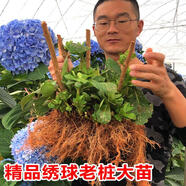 繡球花苗老樁大苗四季開花陽臺(tái)帶花無盡夏庭院耐寒樹苗盆栽植物卉 任選六株100元 品種備注 不含盆