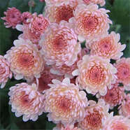 瓊花玉葉寶蓮淺粉 切花菊小雛菊100個(gè)新品種 多年生宿根菊花苗 寶蓮淺粉_uraj 裸根不帶土5棵_ljfo